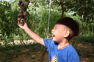 宝妈娱乐圈吃瓜,揭秘明星育儿幕后故事